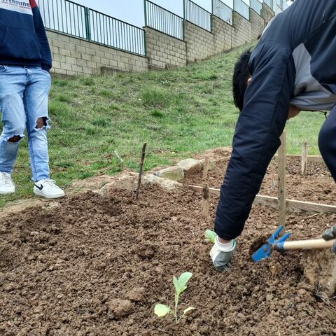 SIEMBRA DE GRELOS Y BERZAS.