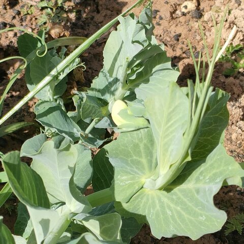 FLOR DE LOS GUISANTES