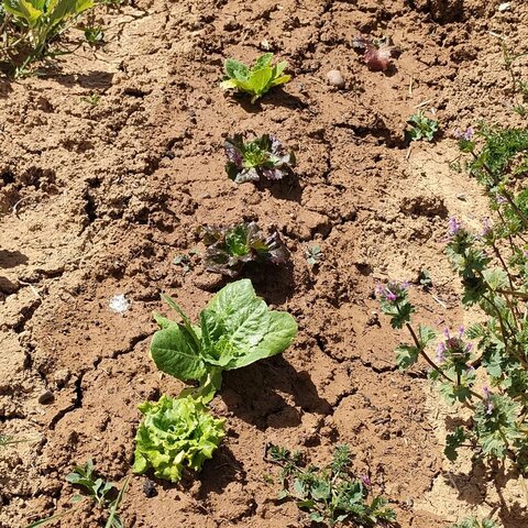 FLORECEN LAS LECHUGAS