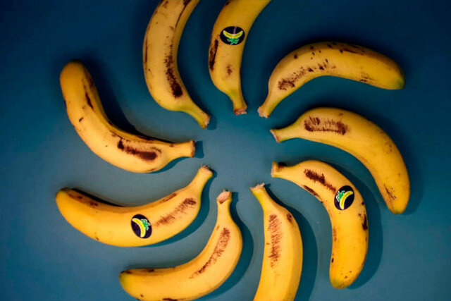 Cultivo de la cochinilla del plátano