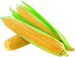 corn now