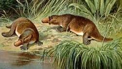 Período Paleogeno (nada interessate eu acho)