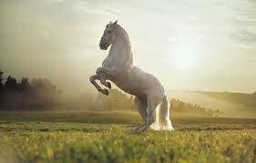 Mi caballo mago