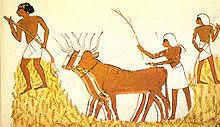 300 a.C Mutualismo