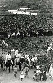 Aumento de las hectáreas del plátano