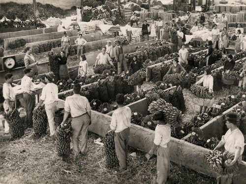Produccion platanera se oriento al mercado español