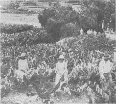 Inicio del retroceso en el crecimiento de los cultivos