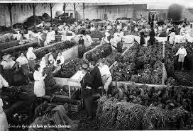 Ampliamiento de las superficies de los cultivos