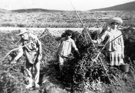 Beneficios en la agricultura de exportación