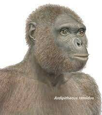 Ardipithecus