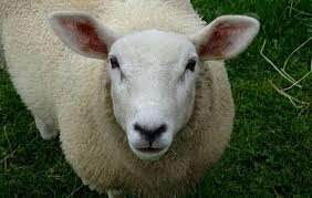 Sheep-Cheviot