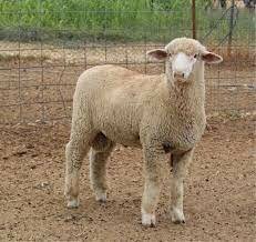 Sheep-Columbia