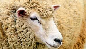 Sheep-Corriedale
