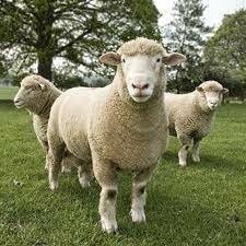 Sheep-Dorset