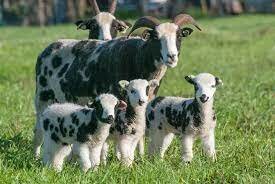 Sheep-Jacob