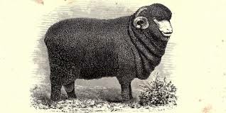 Merino