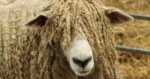 Sheep-Lincoln