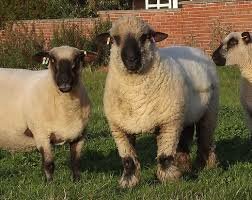 Sheep-Oxford