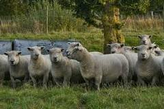 Southdown