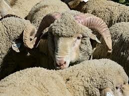 Sheep-Rambouillet