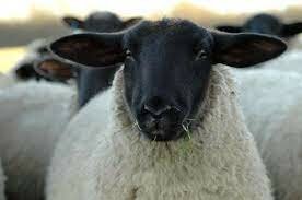 Sheep-Suffolk