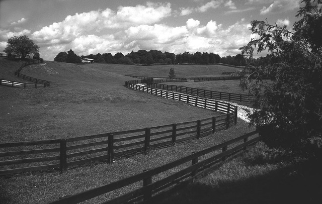 Japenese Immigrants Rights are Diminished