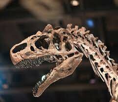 Carbono 14 para restos fósiles