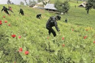 Cultivos de Amapola en el mundo