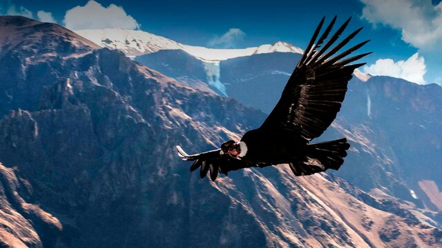 MUSICAL EL CONDOR PASA