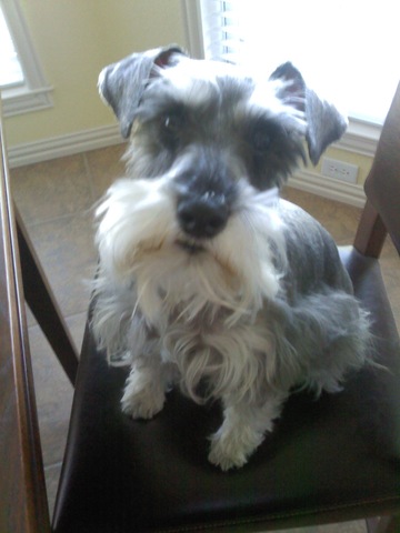 I GOT MY PUPPY April