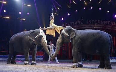 En algunos países se ha prohibido el uso de animales en el circo