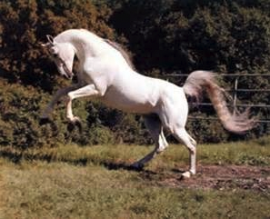 El caballo mago por Sabine Ulibarrí