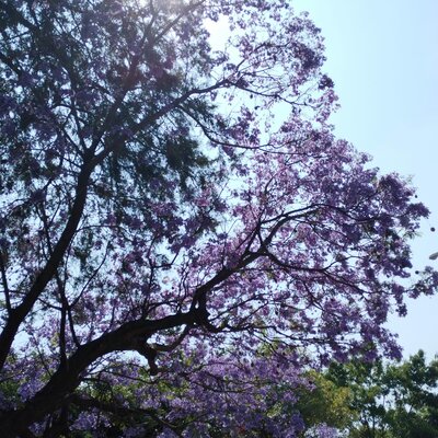 Timeline: Línea de Vida