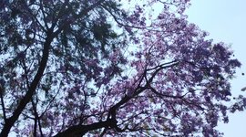 Timeline: Línea de Vida