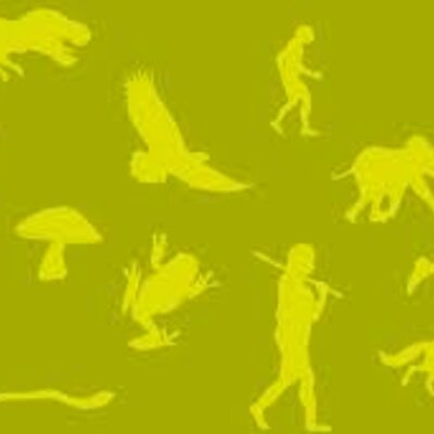 Timeline: Evolutionens tidslinje