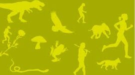 Timeline: Evolutionens tidslinje