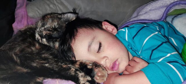 Inteligencia Natural