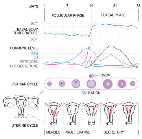proliferative phase