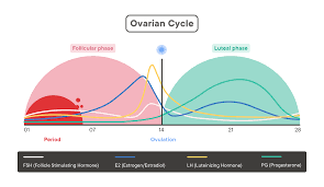 Ovulation