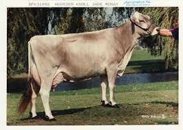 Brown Swiss