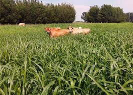 Uma praga contra o gado