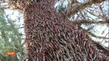 Uma praga de gafanhotos