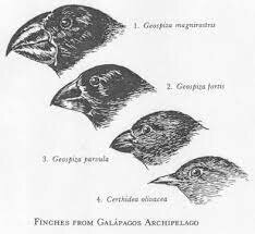 Galápagos Finches Paper on January 4, 1837