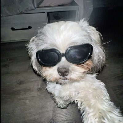 Timeline: Sir Skiii Zeppeli