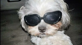 Timeline: Sir Skiii Zeppeli