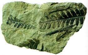 Paleozoico Carbonífero (358,9 milhões de anos atrás até 298,9 milhões de anos atrás)