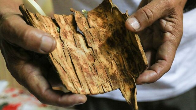 Cinchona bark first imported to Europe