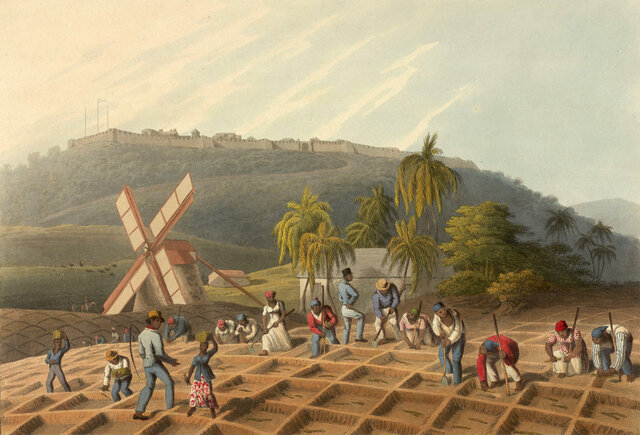 First cultivation of sugar in the Caribbean