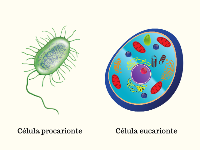 Primeiros Organismos Eucariontes