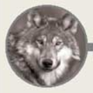 LOBO